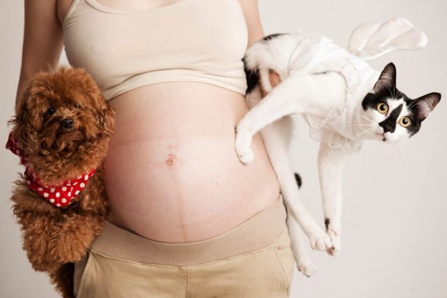 Maternity Photoshoot Singapore pregnant mother carrying brown pet dog and black and white cat