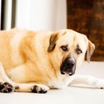 Pet Photography Singapore big light brown cream coloured dog lying down portrait