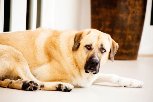 Pet Photography Singapore big light brown cream coloured dog lying down portrait