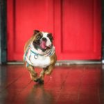 Pet Photography Singapore brown and white bulldog running on wooden floor with tongue out