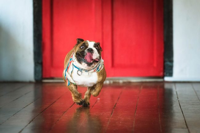 Pet Photography Singapore brown and white bulldog running on wooden floor with tongue out