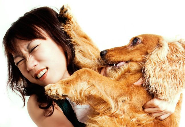 Pet Photography Singapore brown cocker spaniel playing with female owner's hair