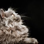 Pet Photography Singapore furry grey cat portrait with black background