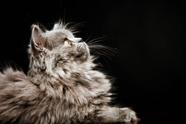 Pet Photography Singapore furry grey cat portrait with black background