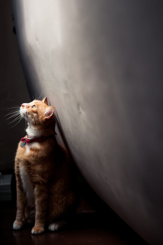 Pet Photography Singapore sitting ginger cat with red collar looking up natural light photography