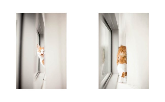 Pet Photography Singapore ginger spotted cat walking along white window edge natural light photography