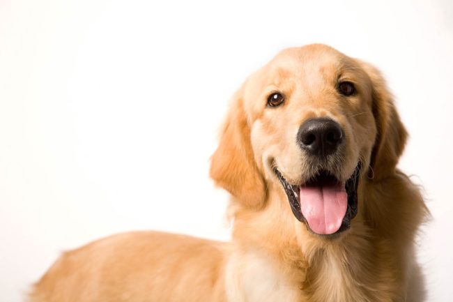 Pet Photography Singapore happy golden retriever with tongue hanging out portrait with white background