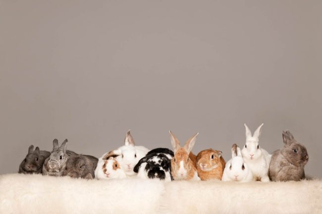 Pet Photography Singapore row of 11 bunnies sitting on white fur rug
