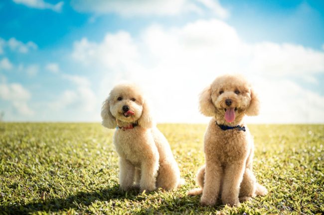 Pet Portrait Photography Singapore 2 brown miniature poodles sitting in grass with blue skies outdoor photography