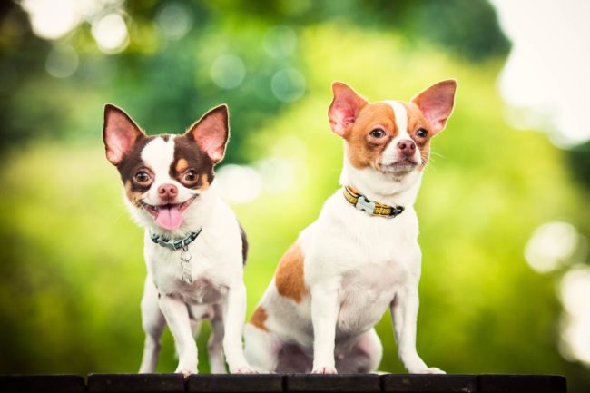 Pet Portrait Photography Singapore 2 chihuahuas sitting with trees in background outdoor photography