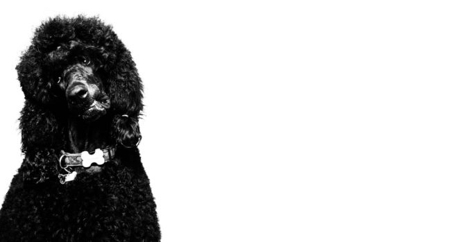 Pet Portrait Photography Singapore big black dog sitting up with tilted head black and white photography