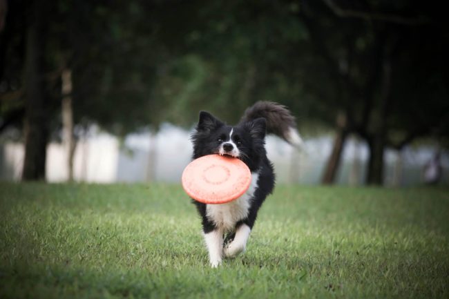 Pet Portrait Photography Singapore border collie running in grass field with frisbee in mouth