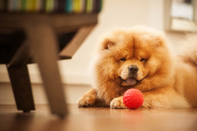 Pet Portrait Photography Singapore brown chow chow sitting on wooden floor with red ball