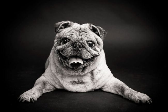 Pet Portrait Photography Singapore smiling pug dog black and white portrait