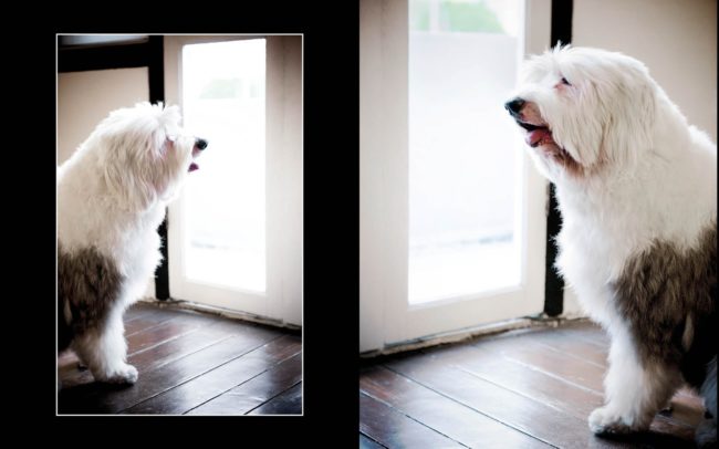 Pet Portrait Photography Singapore white and grey old English sheepdog looking at mirror reflection collage