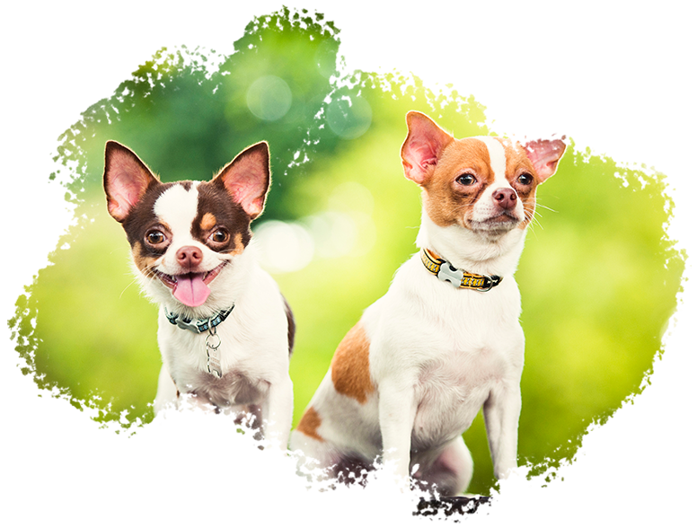 pet-img2 Pet Portrait Photography Singapore 2 chihuahuas sitting with nature landscape behind