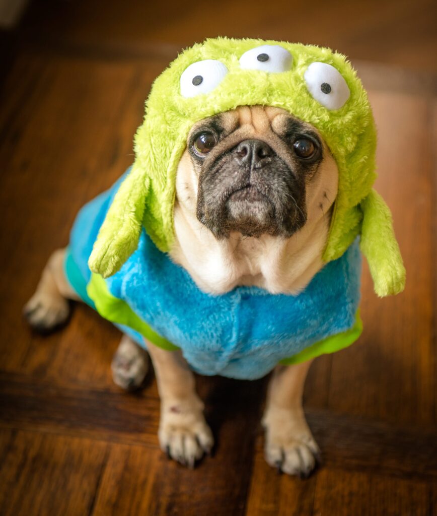 pet-phootshoot-singapore-dog-pug A close up photo of a dog (pug) dressed in a costume sitting on brown hardwood floor
