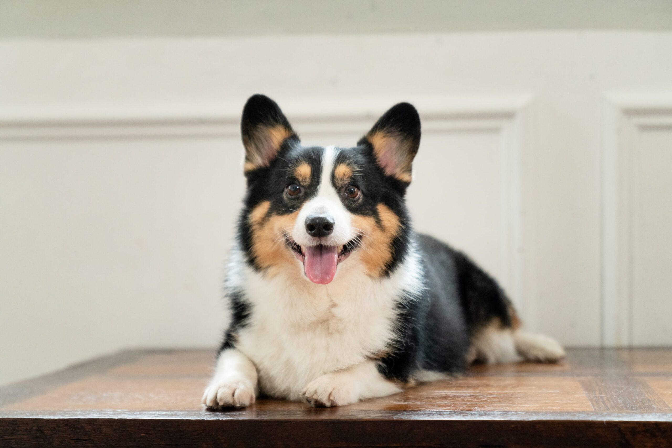 Family with parents and their children with pets ranging from dogs, cats, rabbits, hamsters in a photography studio setting during a pet photoshoot in Singapore, White Room Studio. Credit: White Room Studio Pte Ltd