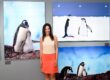 Founder of White Room Studio Elaine Lim poses. with her portraits of penguins taken in Antarctica Credit: White Room Studio