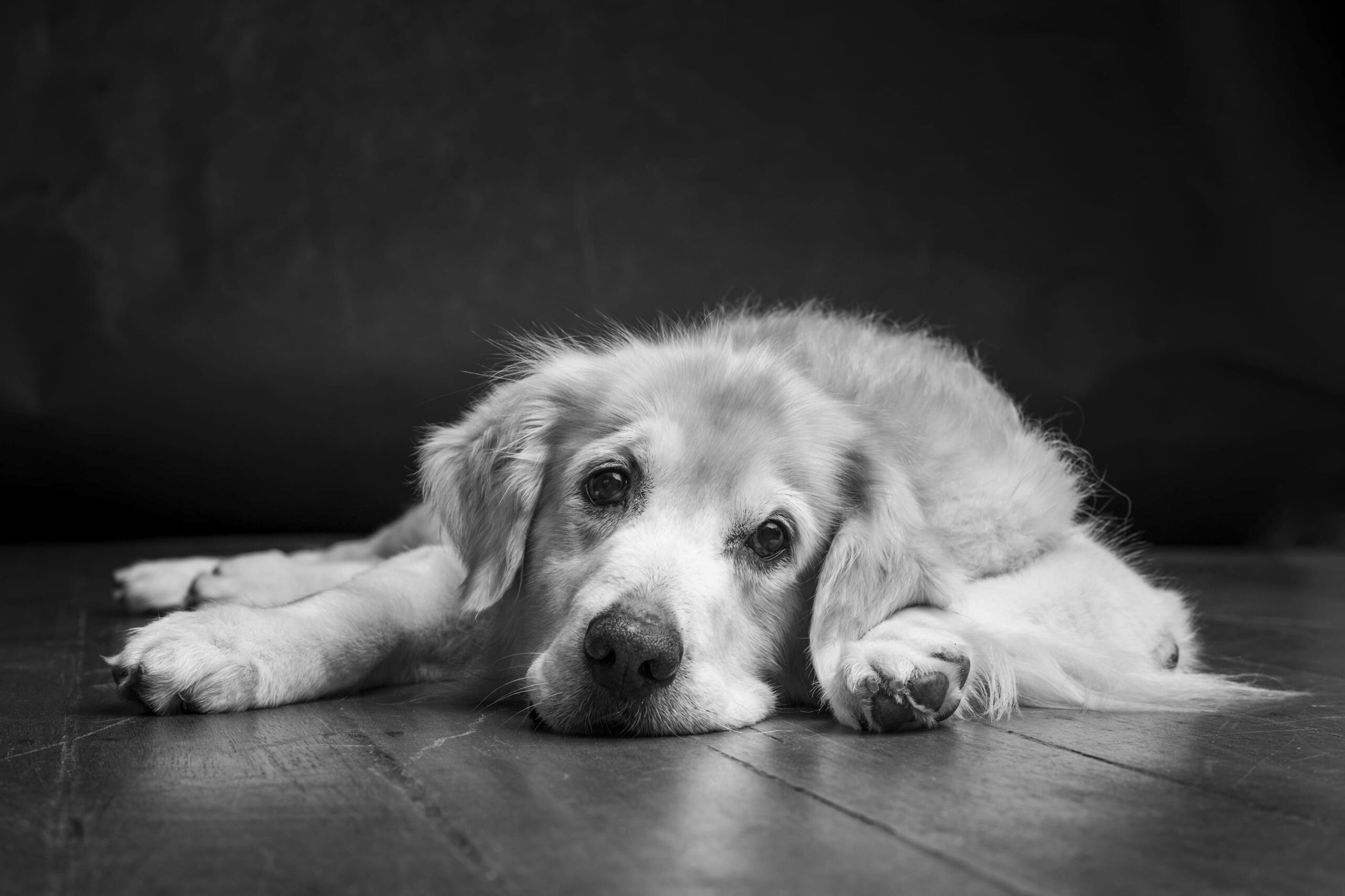 Candid black and white portrait of a dog looking at the camera wistfully in a photography studio setting during a pet photoshoot in Singapore, White Room Studio. Credit: White Room Studio Pte Ltd