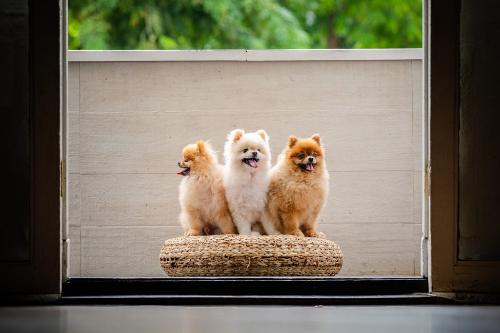 Pet Portrait Photography Singapore three dogs in natural light photo studio at White Room Studio, 219 River Valley Road Singapore