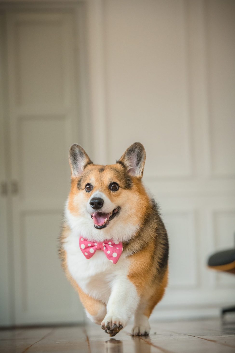 Pet Portrait Photography Singapore of corgi in natural light photo studio atWhite Room Studio, 219 River Valley Road Singapore