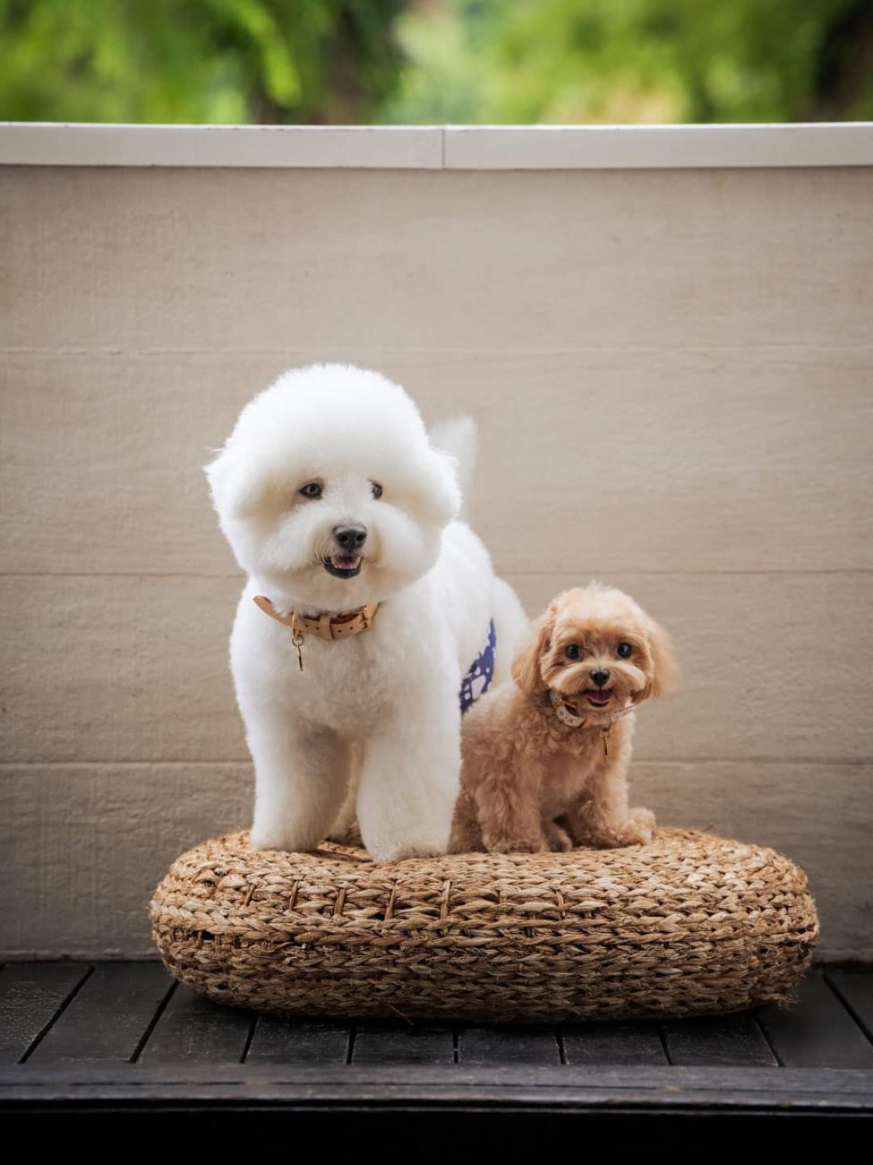 Pet Portrait Photography Singapore of two dogs in natural light photo studio at White Room Studio, 219 River Valley Road Singapore