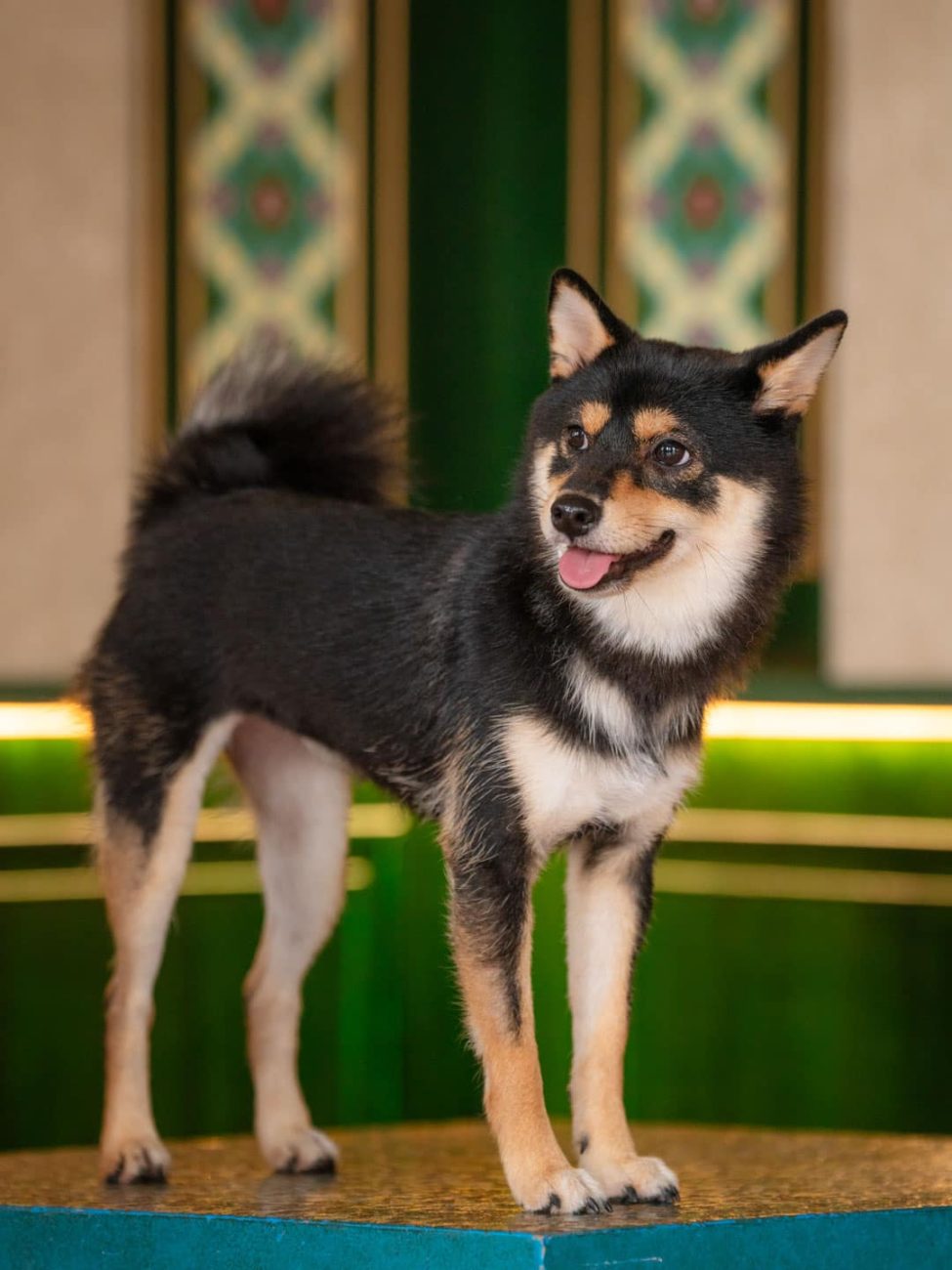 Pet Portrait Photography Singapore of black shiba inu in natural light Peranakan photo studio at White Room Studio, 219 River Valley Road Singapore
