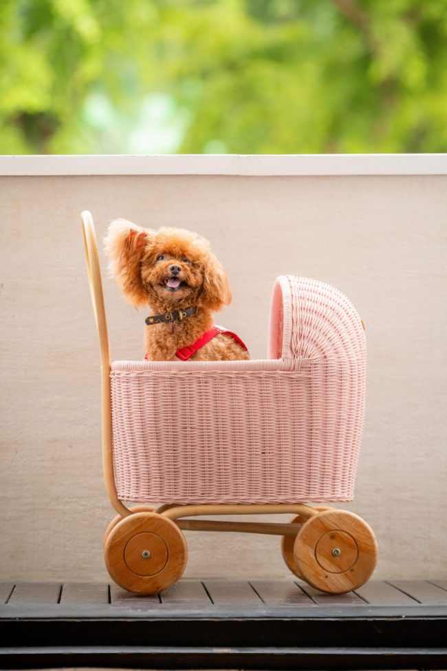 pet portrait photographed in natural light at White Room Studio’s Peranakan studio in Singapore