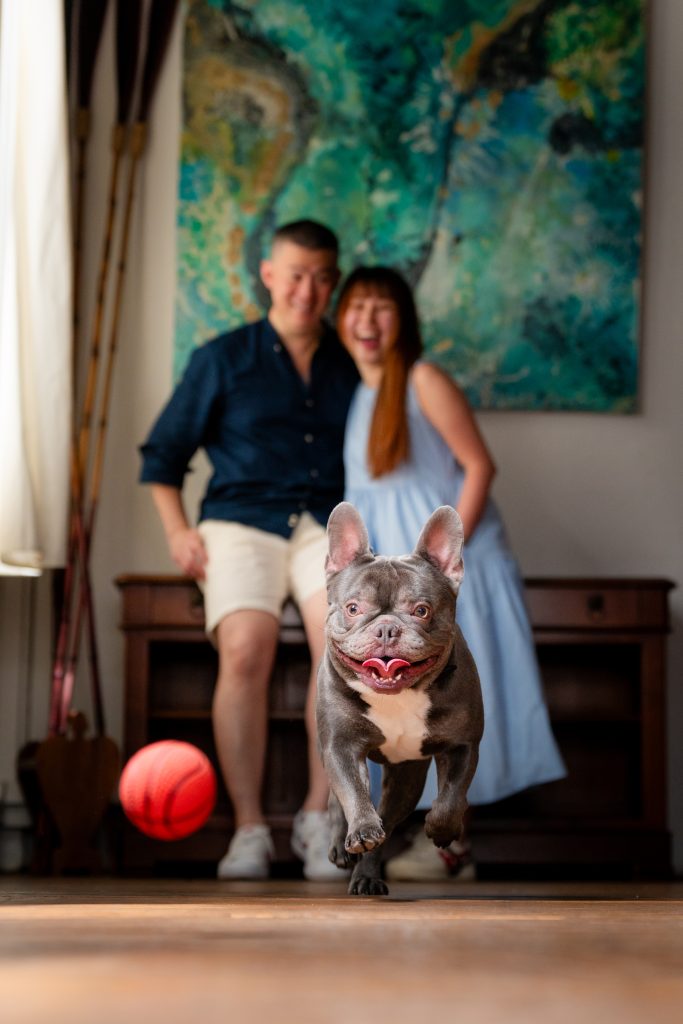 Pet Portrait Photography Singapore of bulldog running towards ball in natural light photo studio at White Room Studio, 219 River Valley Road Singapore