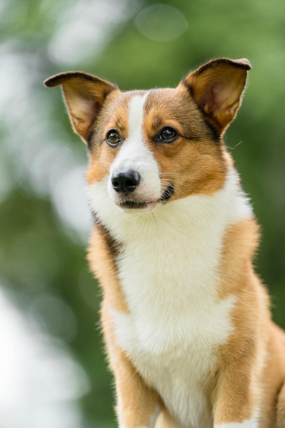 Pet Portrait Photography Singapore a brown dog sitting in grass outdoor photography by White Room Studio, 219 River Valley Road Singapore