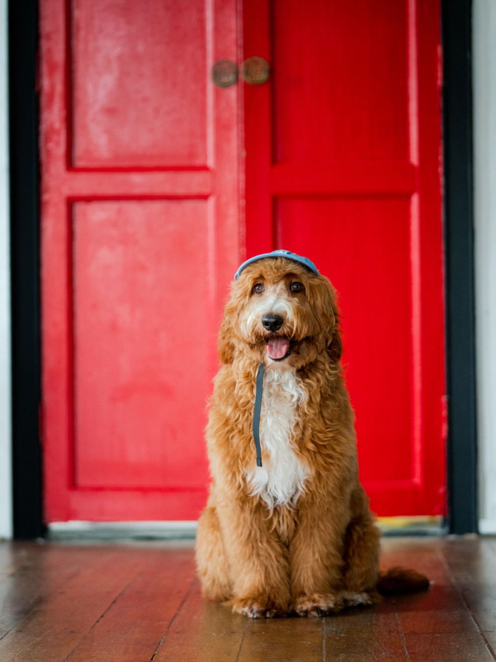 Pet Portrait Photography Singapore brown dog in natural light photo studio at White Room Studio, 219 River Valley Road Singapore