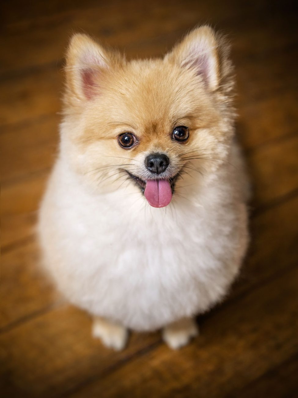 Pet Portrait Photography Singapore brown Pomeranian dog in natural light photo studio at White Room Studio, 219 River Valley Road Singapore