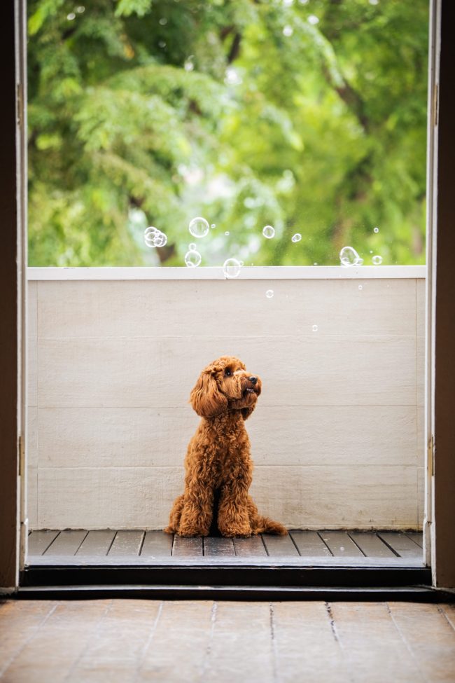 pet photography studio setting during a family photoshoot in Singapore, White Room Studio. Credit: White Room Studio Pte Ltd