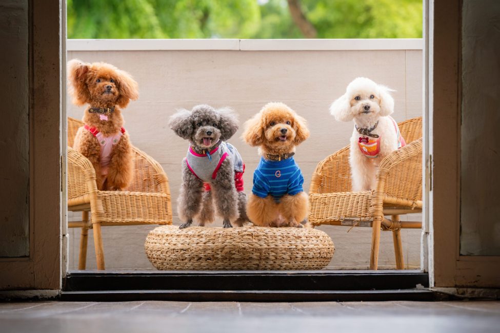 Pet Portrait Photography Singapore of 4 dogs in natural light photo studio at White Room Studio, 219 River Valley Road Singapore