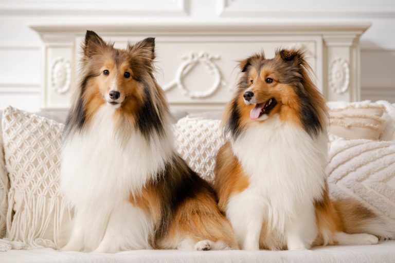 Pet Portrait Photography Singapore two brown dogs in natural light photo studio at White Room Studio, 219 River Valley Road Singapore