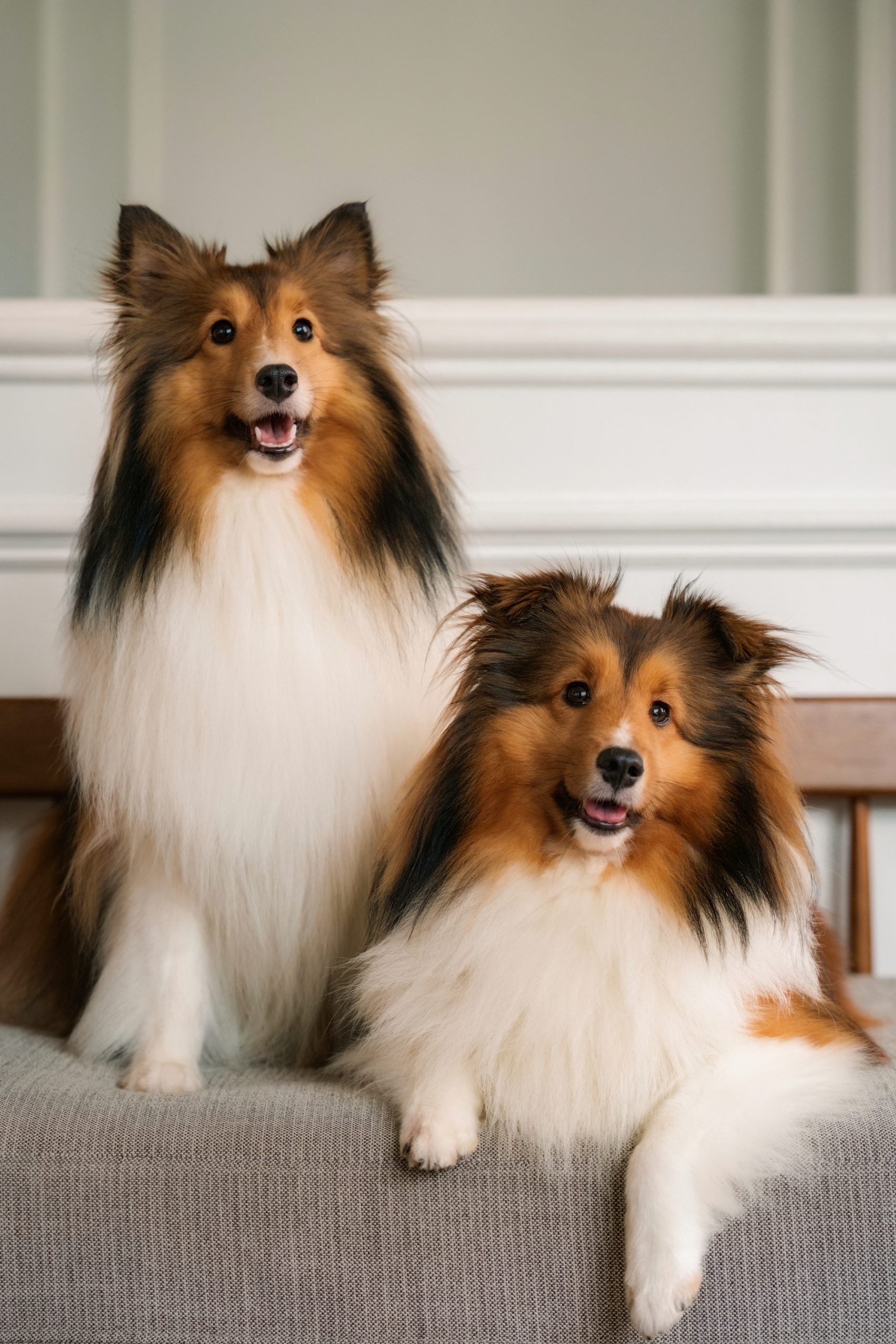 Pet photoshoot at White Room Studio Singapore