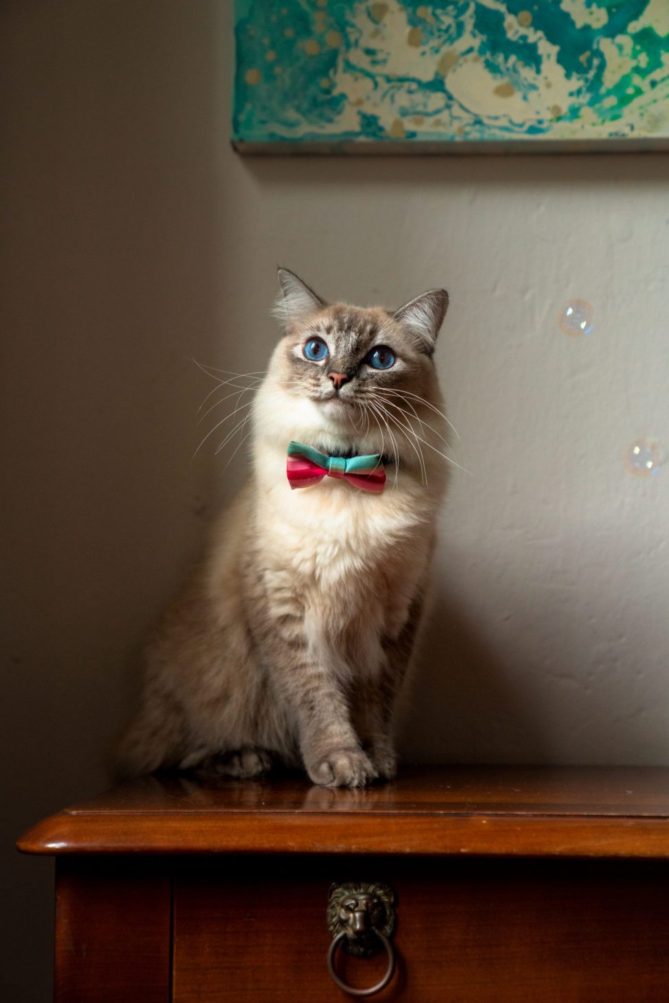 Pet Portrait Photography Singapore of cat in natural light photo studio at White Room Studio, 219 River Valley Road Singapore