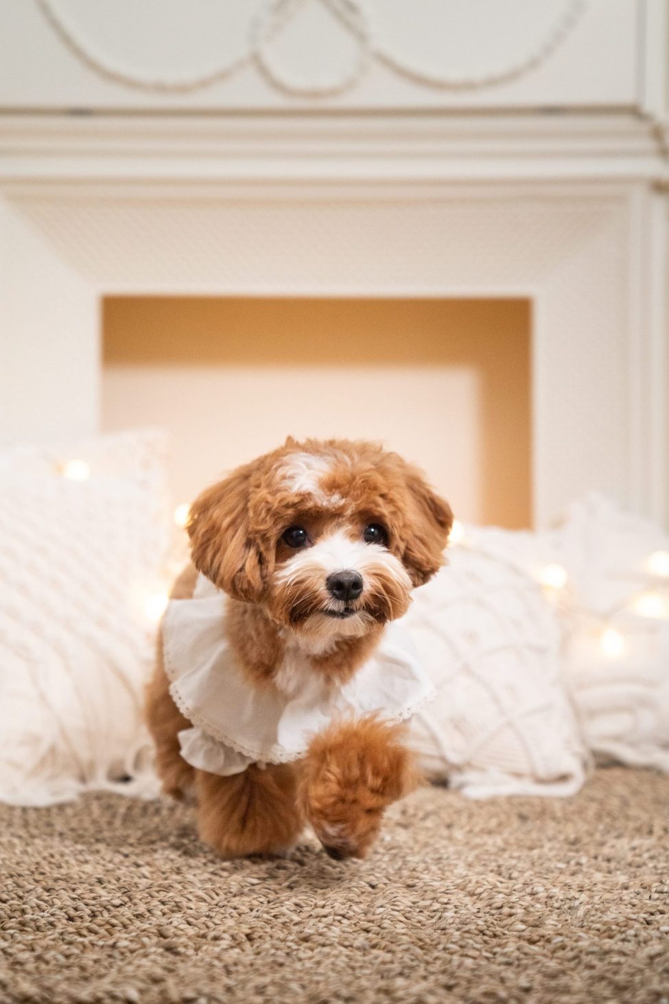 Pet Portrait Photography Singapore brown poodle in natural light photo studio at White Room Studio, 219 River Valley Road Singapore